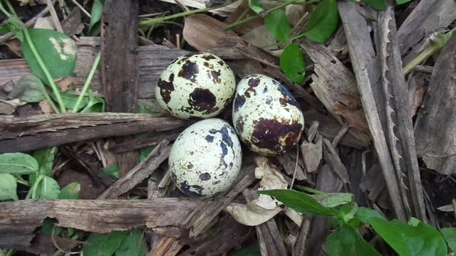 Quail eggs on the nature with a natural background. On nature, quail maximal only has three eggs.
