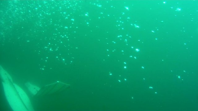 Scuba diver swims away at 3/4 angle.