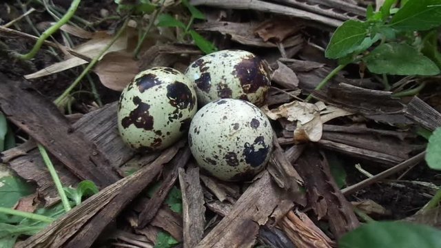 Quail eggs on the nature with a natural background. On nature, quail maximal only has three eggs.