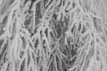 Dense tree branches covered with snow crystals. Winter background