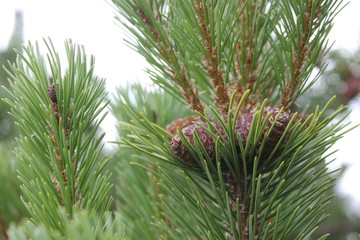 green spruce branches with cones against a white sky