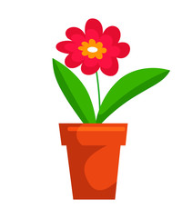 Potted blossom flower bud isolated on white space