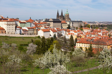 Obraz premium Spring Prague City with gothic Castle and the green Nature and flowering Trees from the Hill Petrin, Czech Republic