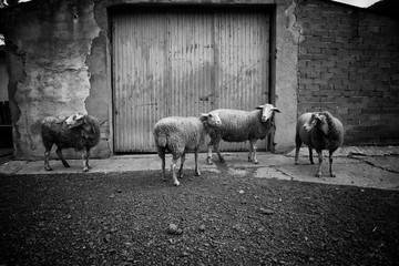 Goat Gate slaughterhouse