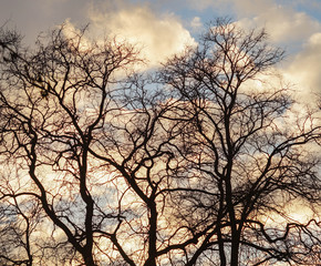 Fototapeta na wymiar lonely tree silhouette on the background of sky