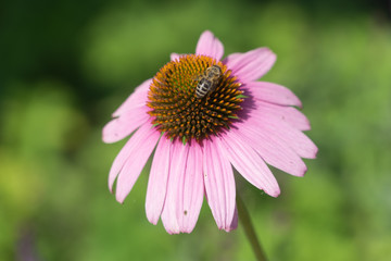 Echinacea purpurea mit Biene