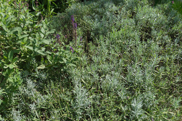 Moderne Gartengestaltung - Kräutergarten
