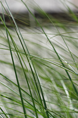 Grünes Gras - Hintergrund