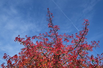 Feuillage d'automne rouge sur fond de ciel bleu.
