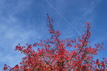 Feuillage d'automne rouge sur fond de ciel bleu.
