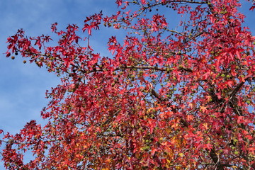 Feuillage d'automne rouge sur fond de ciel bleu.