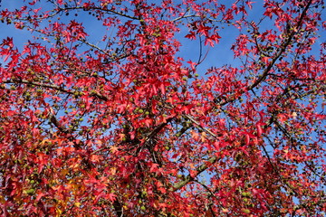 Feuillage d'automne rouge sur fond de ciel bleu.