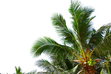 Fototapeta na wymiar Coconut palm trees isolated on white background.
