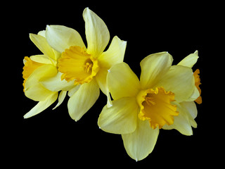 Naklejka na ściany i meble Blooming Yellow Flower Buds of Narcissus Flowers. Isolated On Black Background