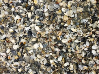 sea shells background