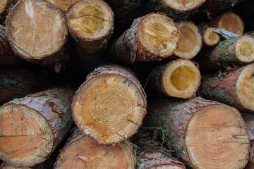 Cut down tree trunks on a pile in a forest, ready for transportation