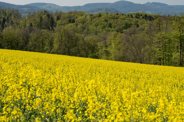 Fototapeta premium Rapsfeld