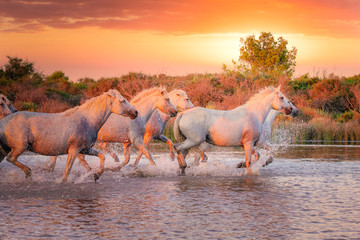 Wild white horses of Camargue running on water at sunset. Southern France