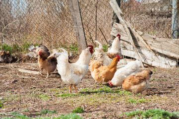 white and yellow chickens graze in the village