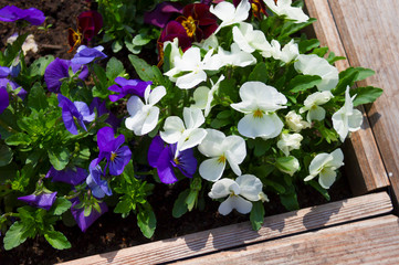 Viola tricolor in the garden on a sunny day