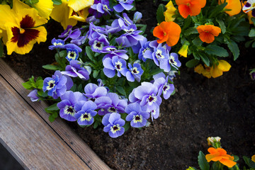 Viola tricolor in the garden on a sunny day