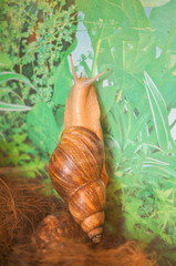 Large grape snail slowly creeps up in an aquarium