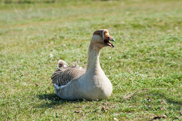 a large grey goose is sitting on the grass