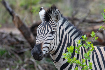 Zebra