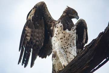 Martial Eagle
