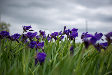 purple crocus flowers