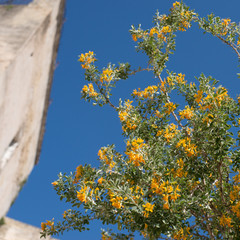 yellow flowers on a branch