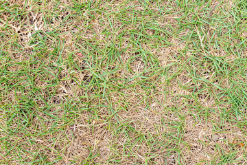 short grass field with dry leaf