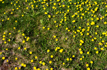 Green meadow with dandelions on sunny spring day