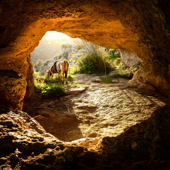 cows in a cave