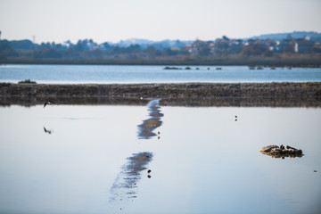 The magnificent Salinas de Santa Pola Natural Park. Province of Alicante. Spain