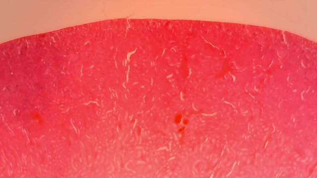 Microscope Mouse Kidney Ascaris Section x1000