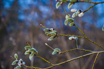 budding trees on the background of the landscape
