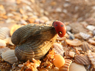 A ladybug crawls on a seashell on the beach in the rays of the setting su