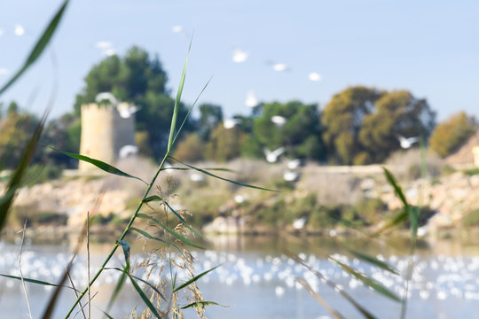 Seagulls on the Segura River. Guardamar del Segura. Province of Alicante.  Spain