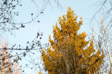 Spruce in the evening spring forest