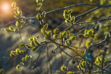budding trees on the background of the landscape