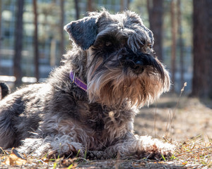 Close-up portrait of a schnauzer puppy. A dog on a walk lies on the ground and waits for the owner