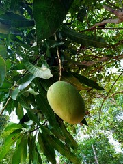 fruit on tree