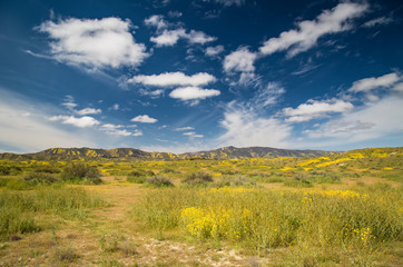 Obraz premium Carrizo Plain