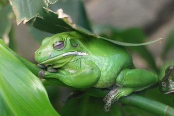 frog on a leaf