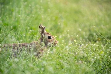 Wild rabbit in its natural habitat at sunset time