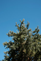 Pinus sylvestris 