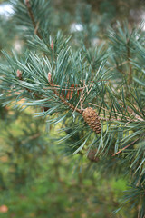 Pinus sylvestris 