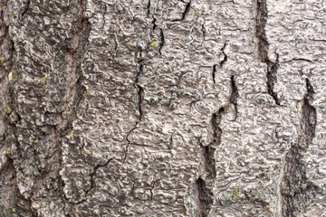 Texture of the bark of an old tree