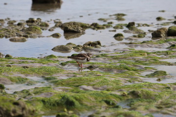 Small Ruddy Turnstone bird searching for food at low tide